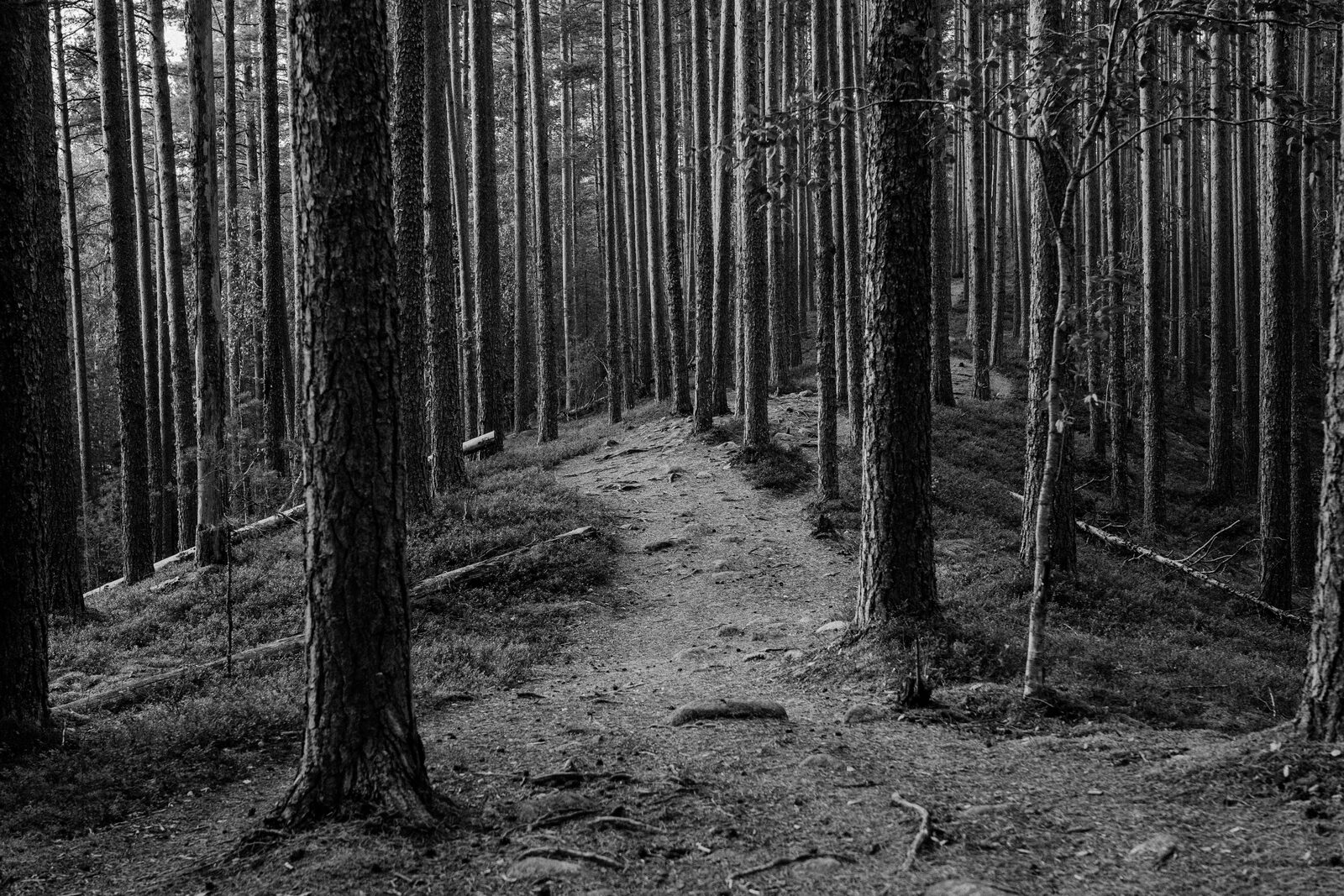 Mustavalkoinen metsäpolku, Leivonmäen kansallispuisto